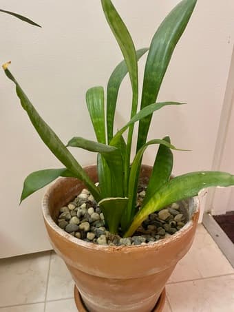 Pineapple plant and snake plant 2