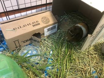 Guinea Pig! 1