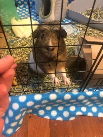 Guinea Pig! 2