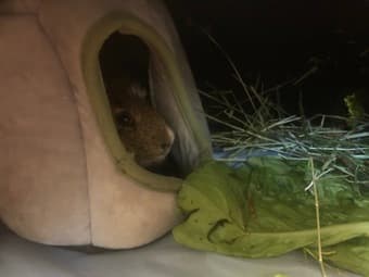 Guinea Pig! 3