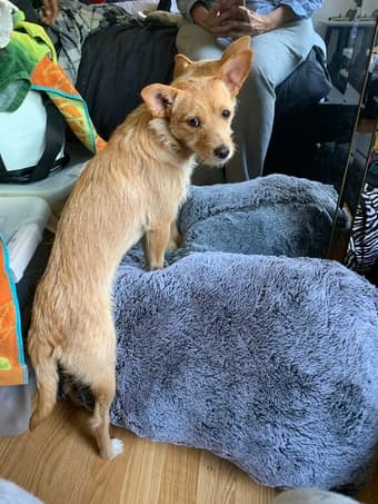 Weekday Dogsitter 1