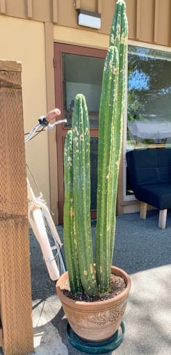 [SALE] Big Cactus - 6'' tall! 1