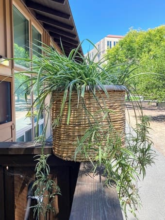 [SALE] Large Spider Plant 1