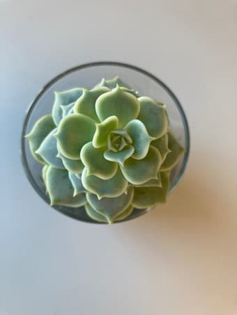 Beautiful succulent flower for sale 1