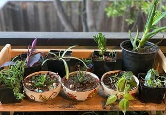 Huge sale: houseplants, succulents 1