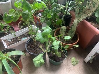 Huge sale: houseplants, succulents 2