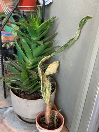 Huge sale: houseplants, succulents 3