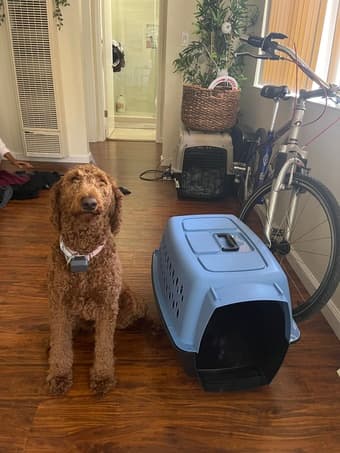 Pet Cargo Carrier (for plane rides) 1