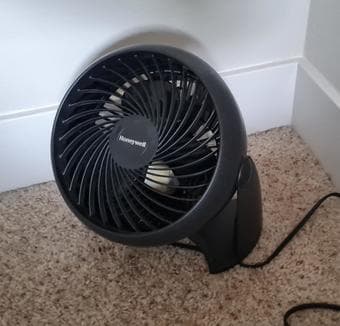 Fans 1
