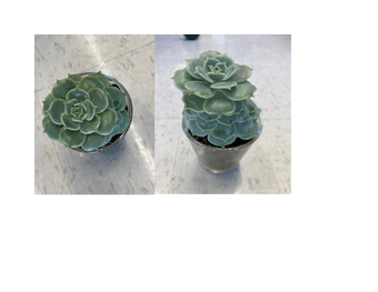 Beautiful succulent flower for sale 1