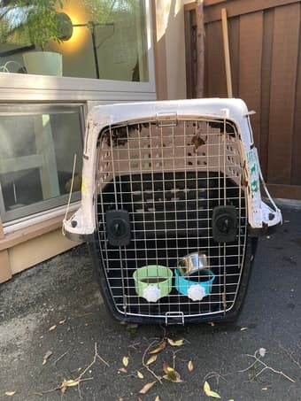 large dog kennel + attachable bowls 1