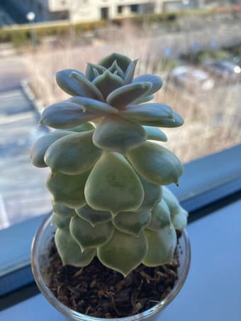 Beautiful Succulent flower 1
