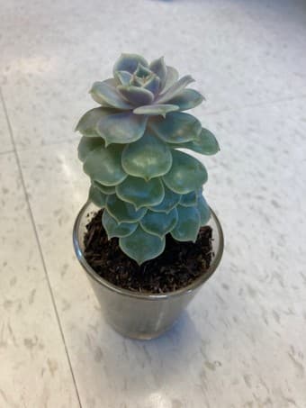 Beautiful Succulent flower 2
