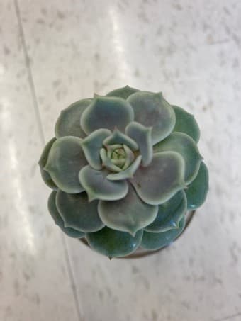 Beautiful Succulent flower 3