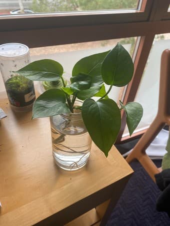 Selling a Pothos Propagation 1