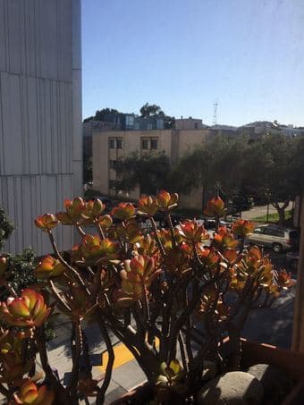 Sublet studio in Hayes Valley, San Francisco for a month (4/24-5/23) 3