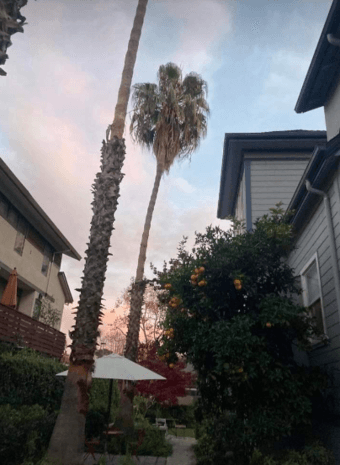 Downtown Palo Alto - Furnished Master - Available Now 3