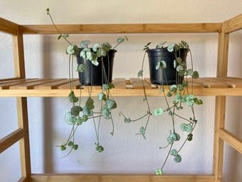 Sale on houseplants 1