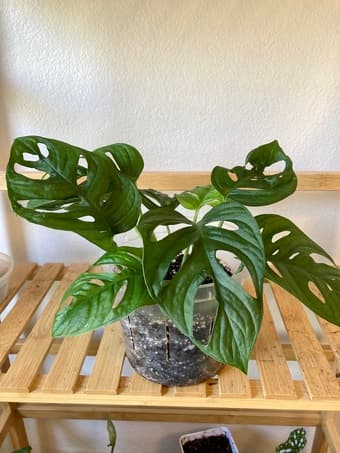 Sale on houseplants 2