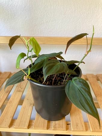 Sale on houseplants 3