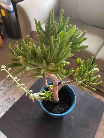 Plants for sale! 1