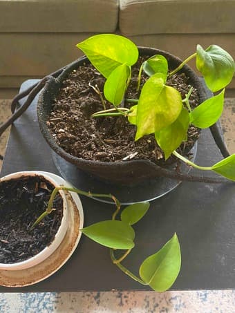 Plants for sale! 2
