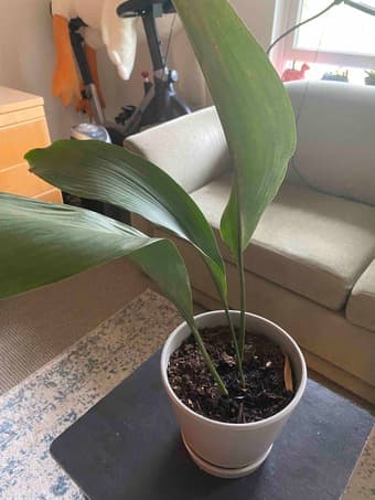 Plants for sale! 3