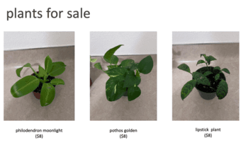 PLANTS FOR SALE 1