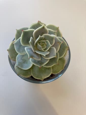 Beautiful Succulent flower 1