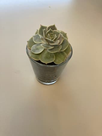 Beautiful Succulent flower 2
