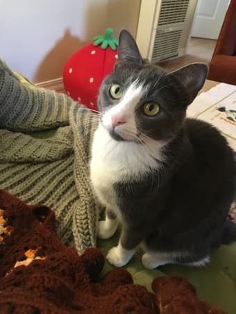 Catsitter needed! June 22-28 1