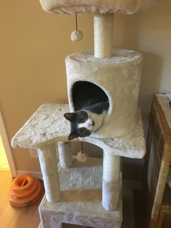 Catsitter needed! June 22-28 2