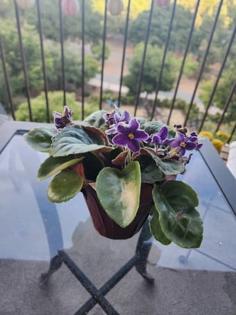 Plants 1