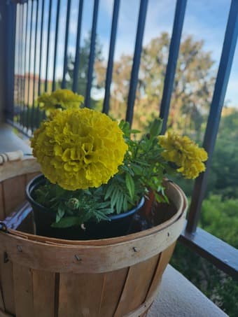 Plants 3