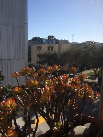 Sublet studio in Hayes Valley, San Francisco (week by week) 1