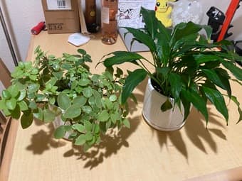plant sale 2