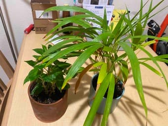 plant sale 3