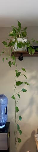 Plants and Patio item for Sale 1