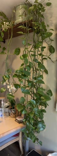 Plants and Patio item for Sale 2