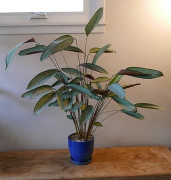 House plant sale (30+ plants) 1