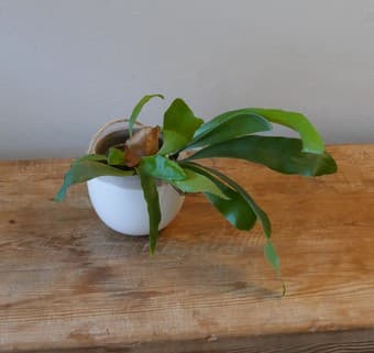 House plant sale (30+ plants) 2
