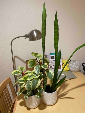 move out sale - plants 1