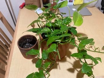 move out sale - plants 3