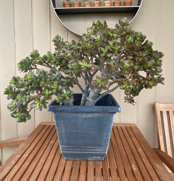Very large jade plant 1