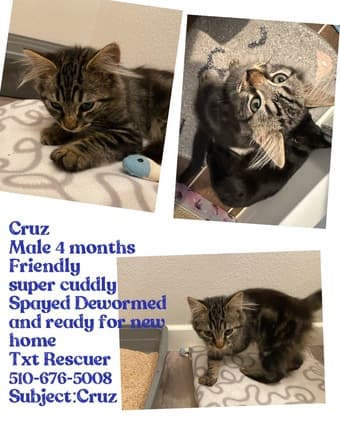 Cat Adoption 1