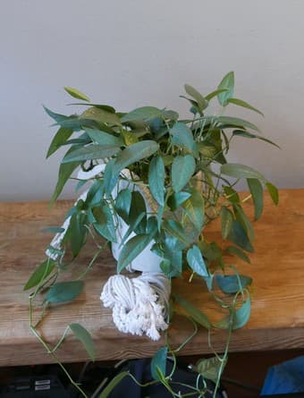 Plant sale 1