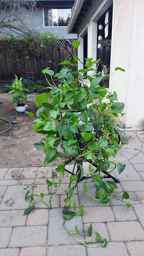 Plants for sale! 1