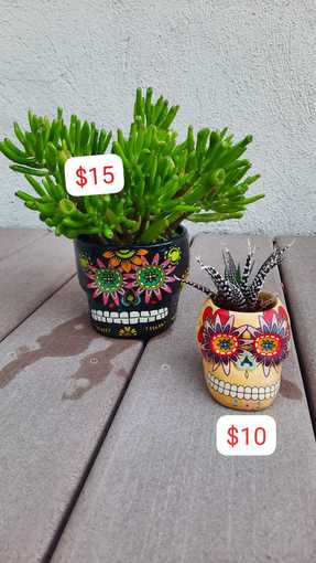 Plants for sale! 3