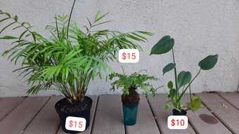 Many plants available pick-up between today and Monday!! 1