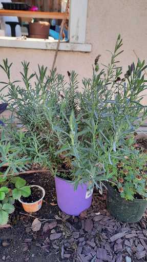 Many plants available pick-up between today and Monday!! 2